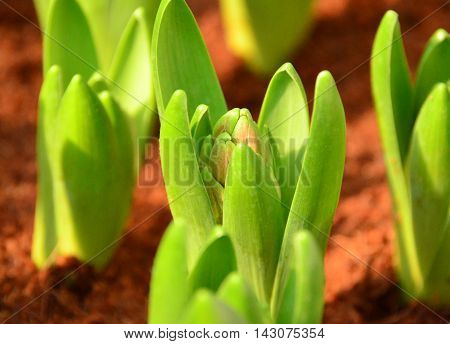 Green young plant of lilly flower under sun light