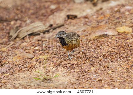 Beautiful Female Barred Buttonquail