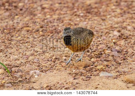Beautiful Female Barred Buttonquail