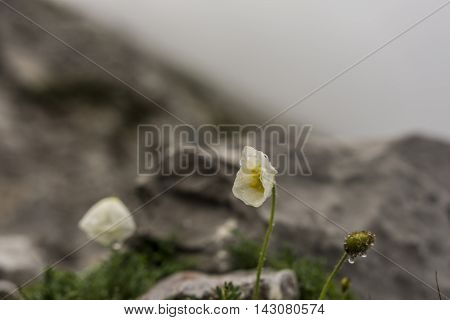 White flower with drops on rocky landscape