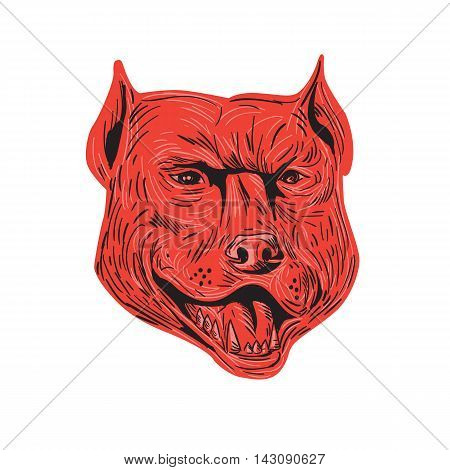 Drawing sketch style illustration of an angry pitbull dog mongrel head facing front set on isolated white background.