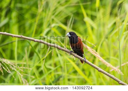 Chestnut Munia Perching On A Branch