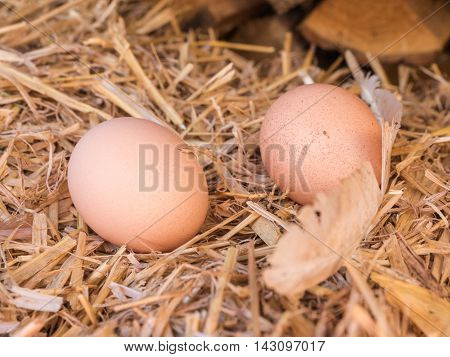 Close-up natural brown chicken eggs on a bed of straw with feather. Eggs on the roost close up with blurred background and the soft, selective focus