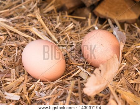 Close-up natural brown chicken eggs on a bed of straw with feather. Eggs on the roost close up with blurred background and the soft, selective focus