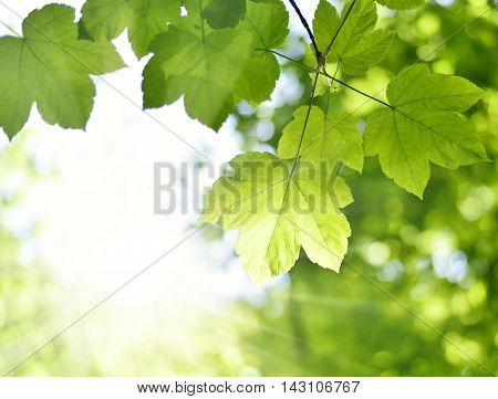 Mountain maple tree with selective focus and copy space. Nature background or frame.