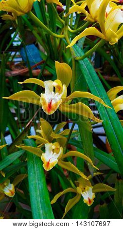 Indian orchid.Only found in the hilly regions of Indian state of Sikkim.