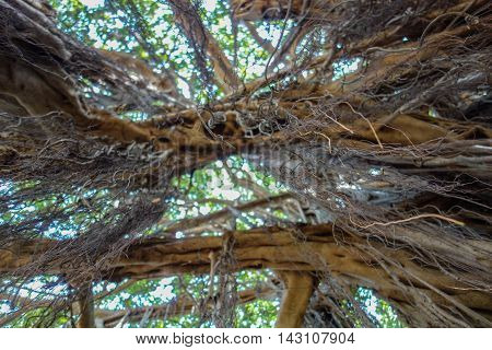 Banyan tree roots hanging in the air bottom view