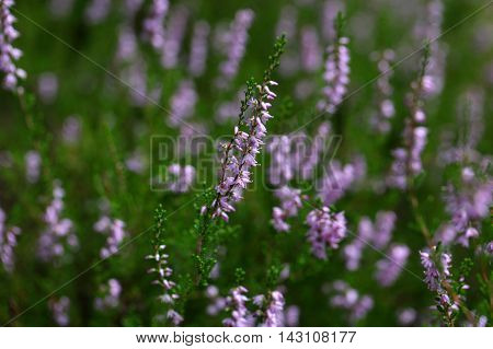 Flowers of the common heather (Calluna vulgaris)
