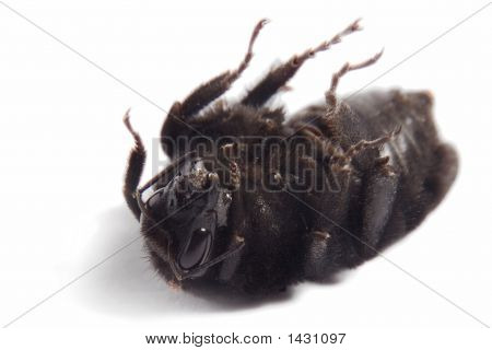 Abejorro 