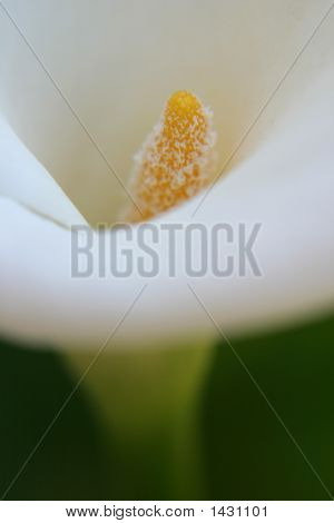 Dettaglio degli interni di una Calla 