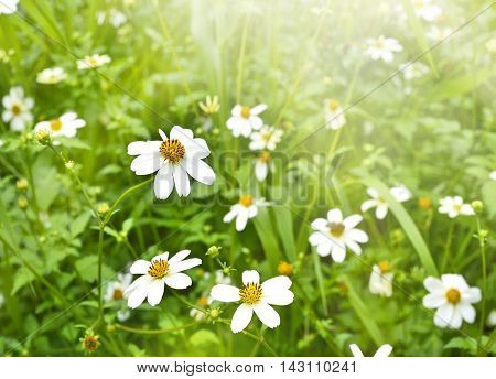 Spring meadow with white marguerite flowers and copy space.