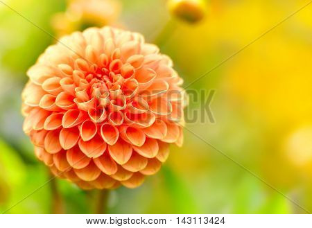 Orange dahlia flower with selective focus and copy space. Flower background.