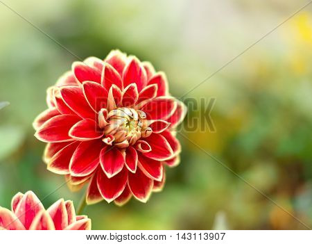 Orange dahlia flower with selective focus and copy space. Flower background.