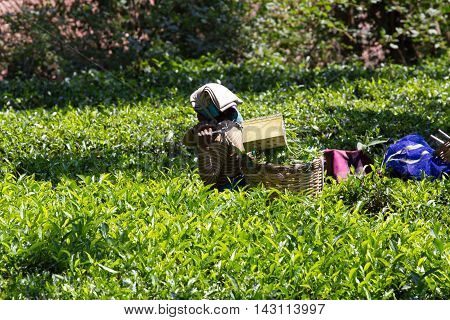 Coonoor , Tamil Nadu, India, March 22, 201 Unidentified woman collect tea from plantation