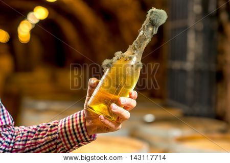 Holding old bottle of white wine with famous black mold in a wine cellar in Hungary