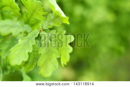 Fresh, green oak leaves with selective focus and copy space. Nature background.
