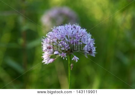 Flowers of a witch garlic plant (Allium carinatum).