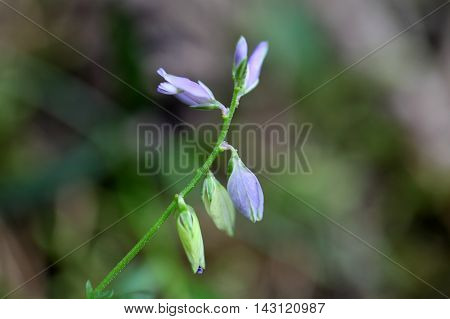 Flower of a heath milkwort (Polygala serpyllifolia) a small wildflower from Europe.