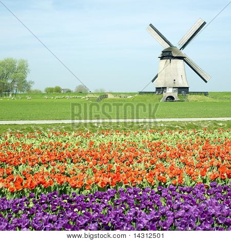 Větrný mlýn s Tulipán pole poblíž Schermerhorn, Nizozemsko