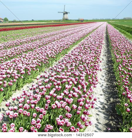 Větrný mlýn s Tulipán pole poblíž Schermerhorn, Nizozemsko