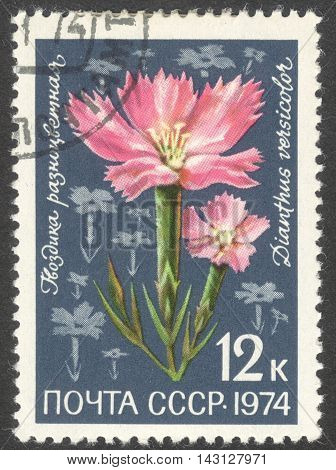 MOSCOW RUSSIA - CIRCA JUNE 2016: a post stamp printed in the USSR shows a Dianthus versicolor flower the series "Flowers" circa 1974