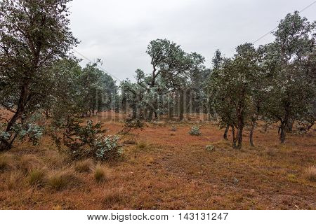 Australian bush landscape. Rural outback nature scene with native eucalyptus trees and plants
