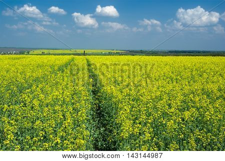 Spring landscape with flowering rape-seed field near Dnepropetrovsk city in central Ukraine.