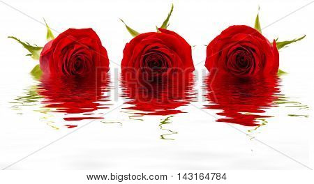 Three red rose Bud on white background.