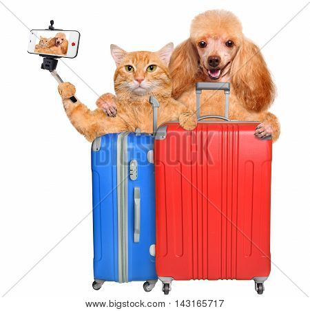 Cat and dog taking a selfie with a smartphone. Cat and dog with a suitcases .Isolated on white.