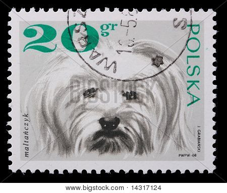 Polen - ca. 1968: Eine Briefmarke - Schoßhund