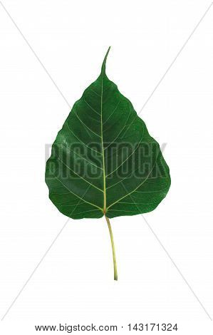 Green leaf Pho leaf, (bo leaf,bothi leaf) isolated on white background.