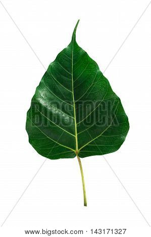 Green leaf Pho leaf, (bo leaf,bothi leaf) isolated on white background.