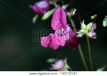 Flower of an Himalayan Balsam (Impatiens glandulifera)