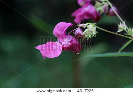 Flower of an Himalayan Balsam (Impatiens glandulifera)