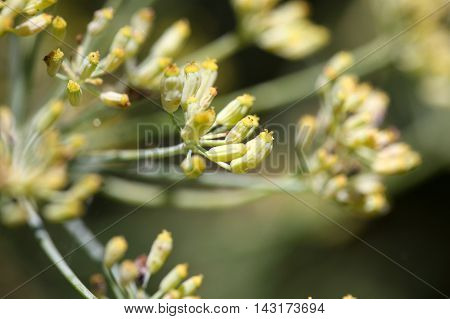 Seed on a Fennel plant (Foeniculum vulgare)