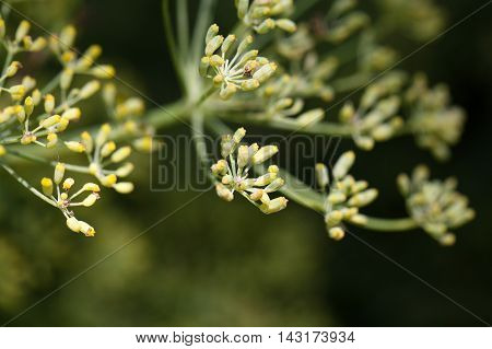 Seed on a Fennel plant (Foeniculum vulgare)