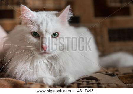 white cat lying on the couch and looking at the frame