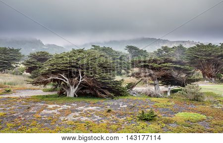 Cypresses In The Fog. Cypress Grove along the Pacific Ocean. Pacifica, California, USA