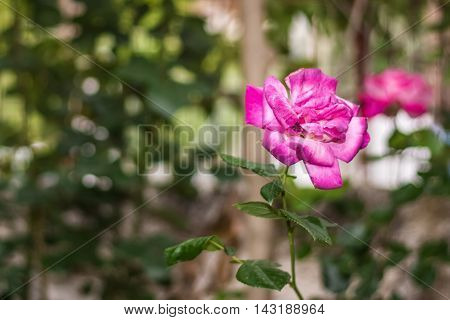 Pink rose in the garden on a nice bokeh.