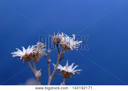 White flower on background the sea summer V