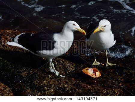 Two hungry angry kelp gull (Larus dominicanus), also known as the Dominican gull.