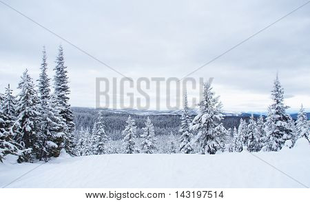snowy winter forest in Montana wilderness nature