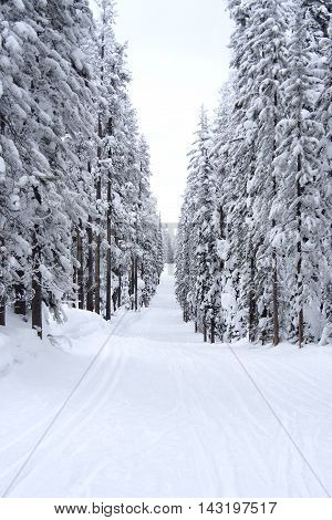 cold wintry day in Montana wilderness ski trail