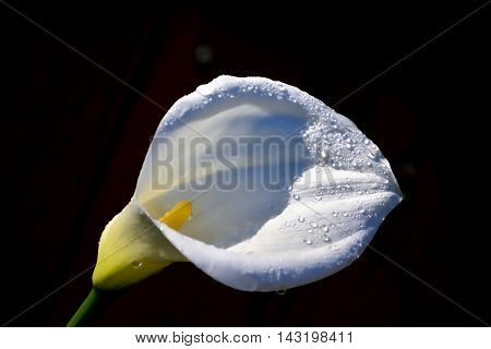 Zantedeschia elliottiana is a herbaceous ornamental plant in the Araceae family. Zantedeschia elliottiana occurs in the province of Mpumalanga in South Africa but appears to be a hybrid of garden origin.