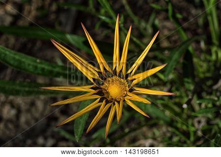 Gazania is a genus of flowering plants in the family Asteraceae, native to Southern Africa. They produce large, daisy-like composite flowerheads in brilliant shades of yellow and orange, over a long period in summer. They are often planted as drought-tole