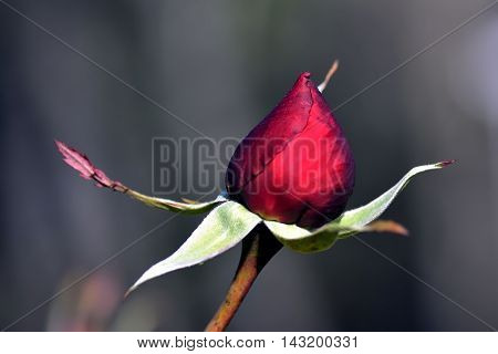 A rose is a woody perennial flowering plant of the genus Rosa, in the family Rosaceae, or the flower it bears. There are over a hundred species and thousands of cultivars.