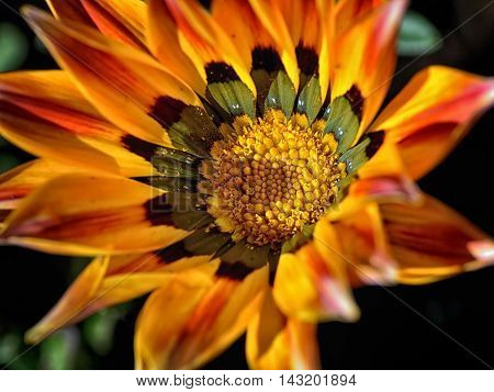 Gazania is a genus of flowering plants in the family Asteraceae, native to Southern Africa. They produce large, daisy-like composite flowerheads in brilliant shades of yellow and orange, over a long period in summer.