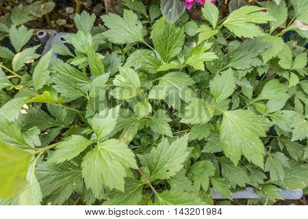 white mugwort plants on nature background thai