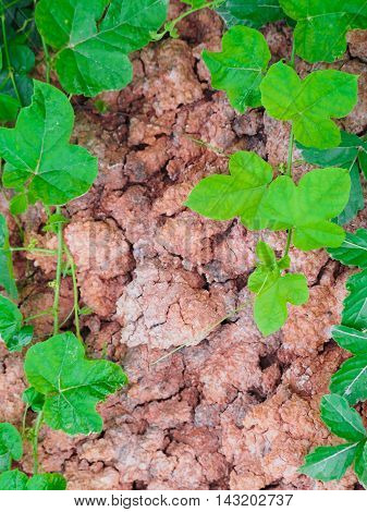 The green ivy climbing on the soil ground.