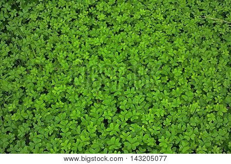 Clover or trefoil are common names for plants of the genus Trifolium (Latin, tres 